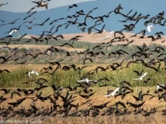 Glossy ibis in Spain.