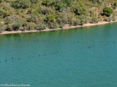 Great cormorants in formation, Spain.