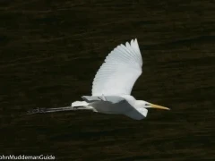 A great white egret in flight, Spain.