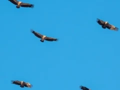Vultures in flight, in Spain.