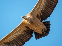 A griffon vulture in Spain.