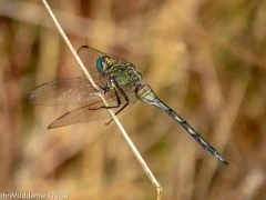 A long skimmer in Spain.