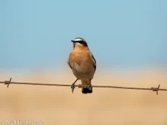 A northern wheatear in Spain.
