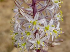 A sea squill, in Spain.