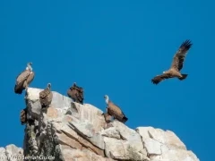 An imperial eagle in flight, alongside griffon vultures on a rock.