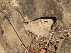 A woodland grayling in Spain.