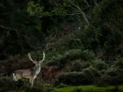Fallow deer in the New Forest.