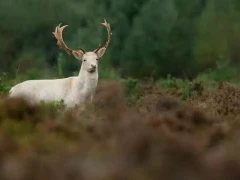 Fallow deer in the New Forest.