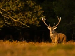 Red deer in the New Forest.