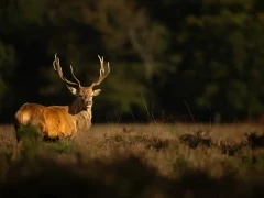 Red deer in the New Forest.