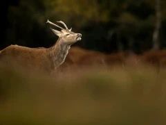 Red deer in the New Forest.