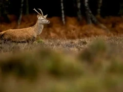 Red deer in the New Forest.
