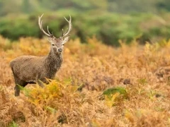 Red deer in the New Forest.