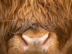 Highland cow in the Cairngorms National Park, Scotland.