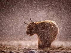 Highland cow in the Cairngorms National Park, Scotland.
