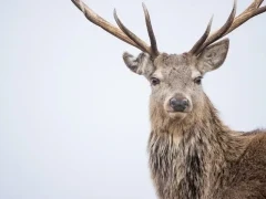 Red deer in the Cairngorms National Park, Scotland.