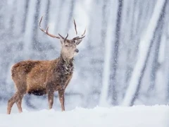 Red deer in the Cairngorms National Park, Scotland.