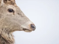 Red deer in the Cairngorms National Park, Scotland.