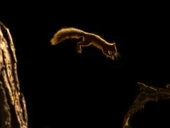Red squirrel in the Cairngorms National Park, Scotland.