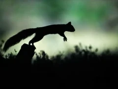 Red squirrel in the Cairngorms National Park, Scotland.