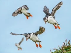 Atlantic puffin on Isle of Mull, Scotland.