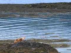 Otter on Isle of Mull, Scotland.