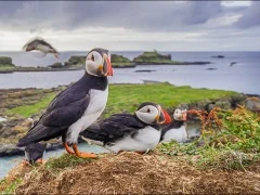 Atlantic puffin on Isle of Mull, Scotland.