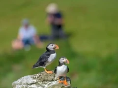 Atlantic puffin on Isle of Mull, Scotland.