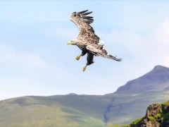 White-tailed eagle in Isle of Mull, Scotland.