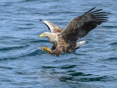White-tailed eagle in Isle of Mull, Scotland.