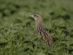 Corncrake in Scotland