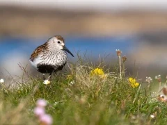 Dunlin in Scotland