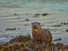 Eurasian otter in Scotland