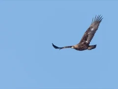 Golden eagle in Scotland