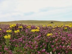 Machair in Scotland