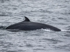Minke whale in Scotland