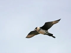 Pomarine in Scotland
