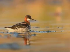 Red-necked phalarope in Scotland