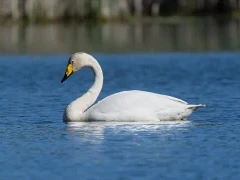 Swan in Scotland