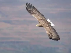 White-tailed eagle in Scotland