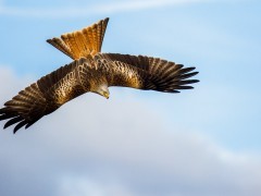 Red kite in Wales.