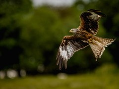 Red kite in Wales.