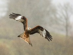 Red kite in Wales.