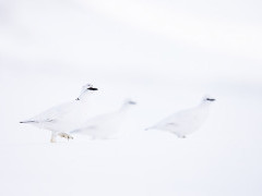 Ptarmigan birds in Iceland.