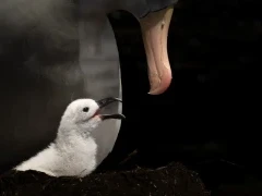 Albatross chick in the Falkland Islands.