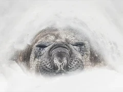 Elephant seal in the Falkland Islands.