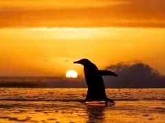 Penguin silhouette in the Falkland Islands.