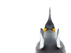 King penguin in the Falkland Islands.