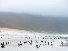 Penguins & landscape in the Falkland Islands.