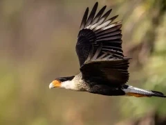 Crested caracara in Patagonia, Argentina.